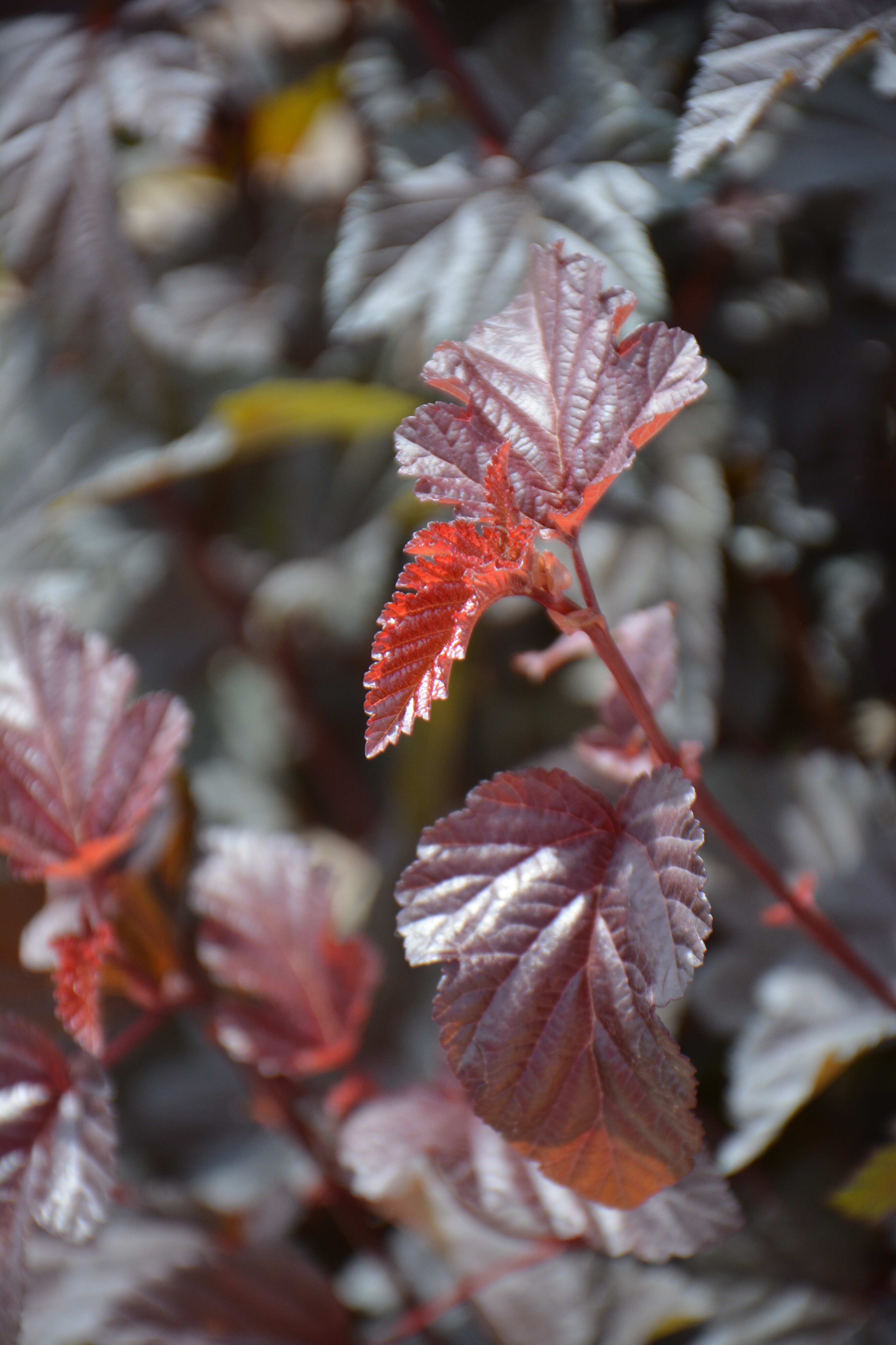 Превью изображения