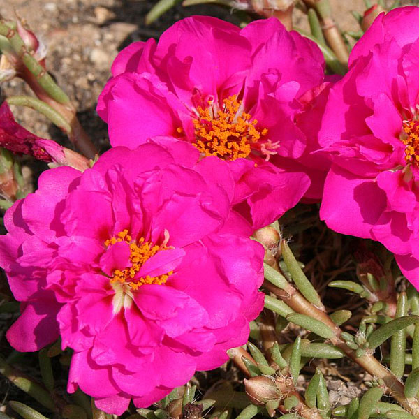 Превью изображения