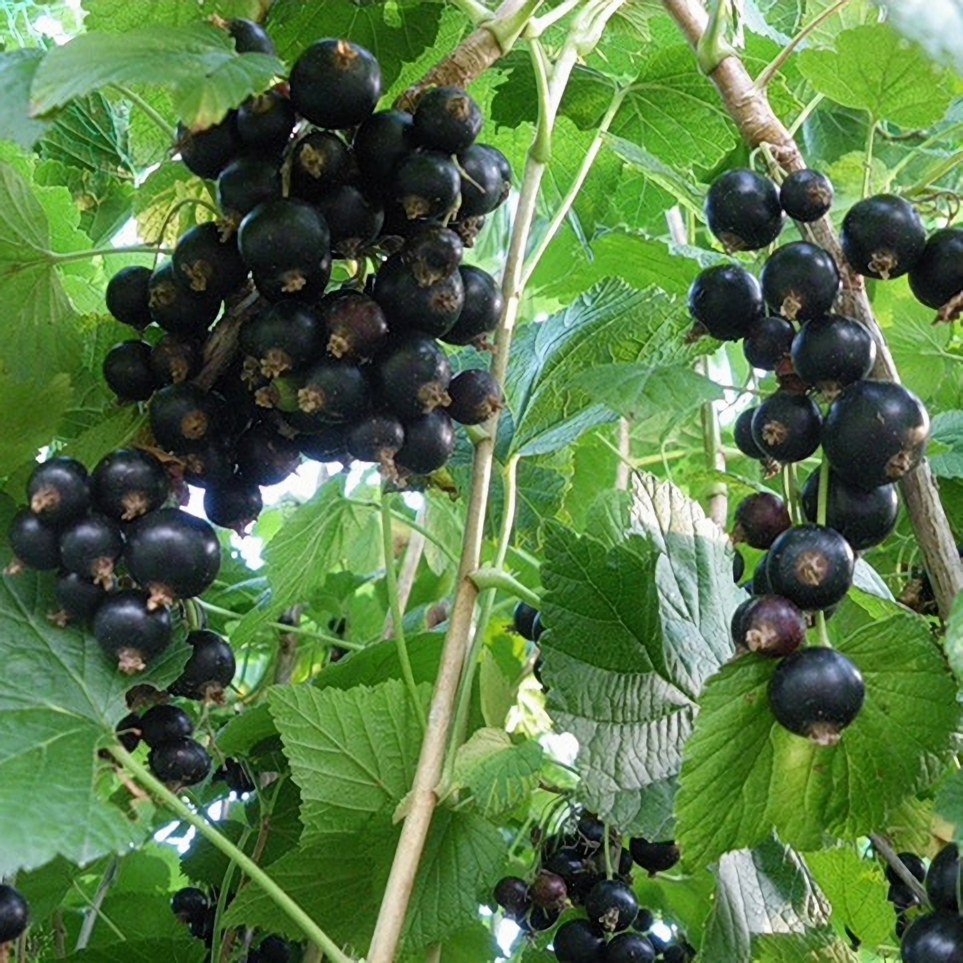 Превью изображения