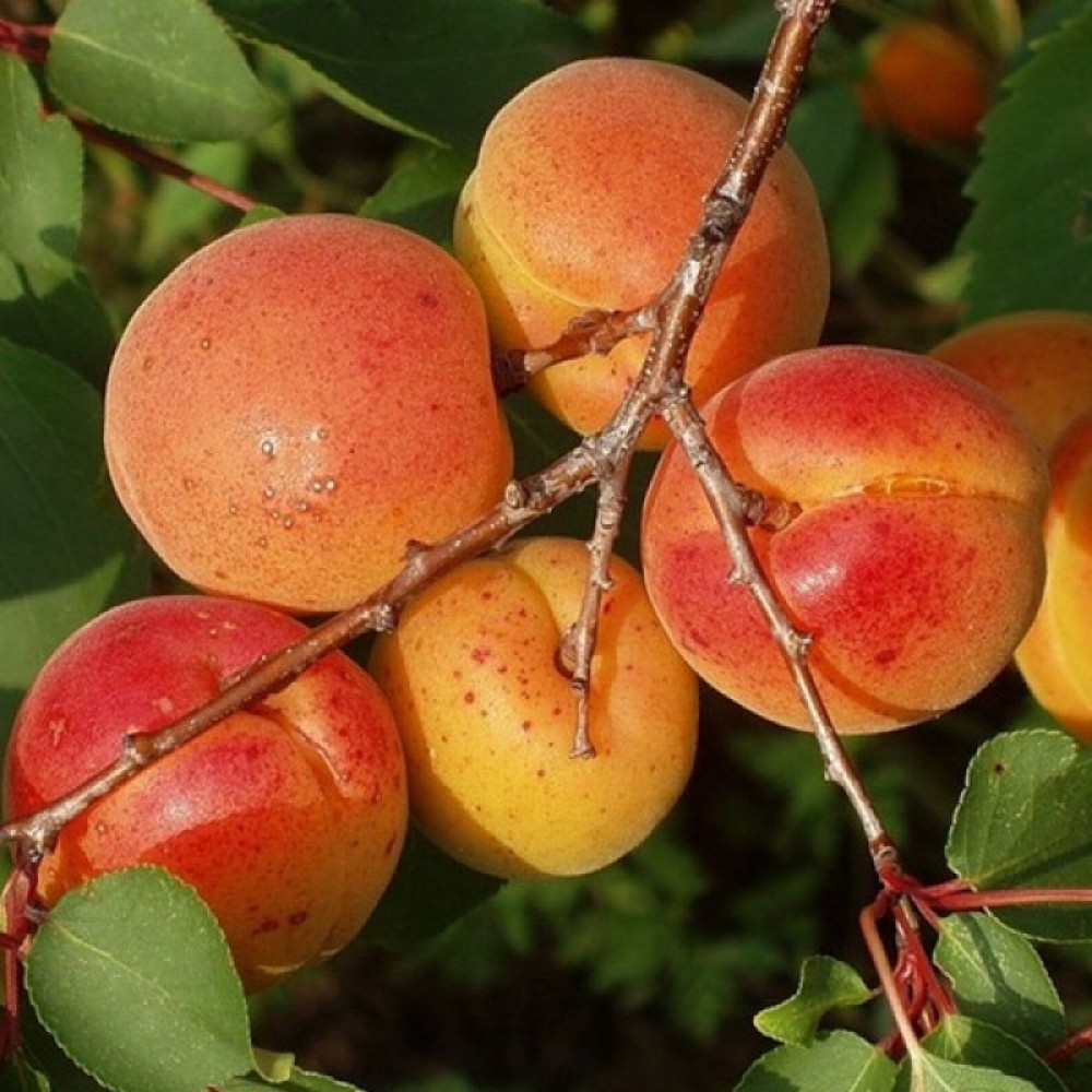 Превью изображения