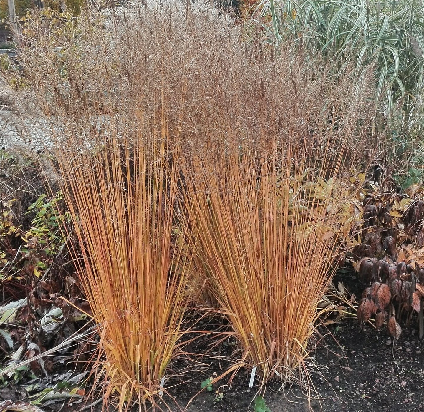 Превью изображения