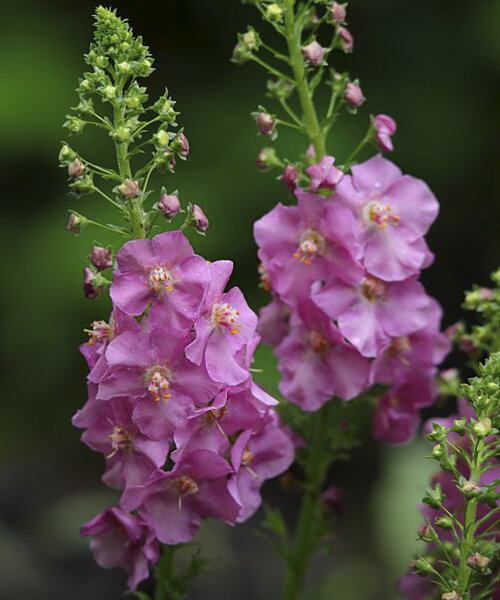 Превью изображения