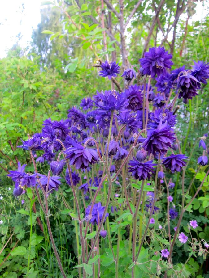 Превью изображения