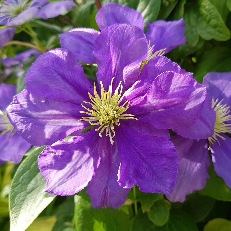 Превью изображения