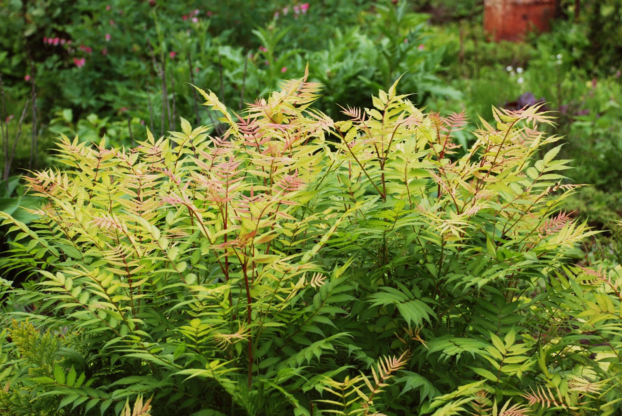 Превью изображения