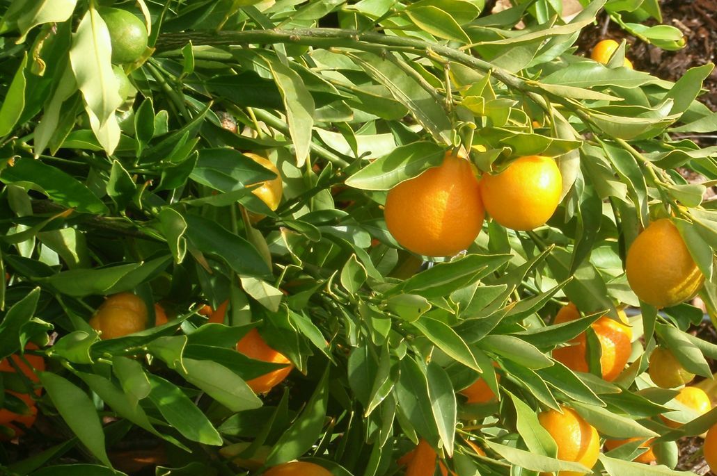 Превью изображения