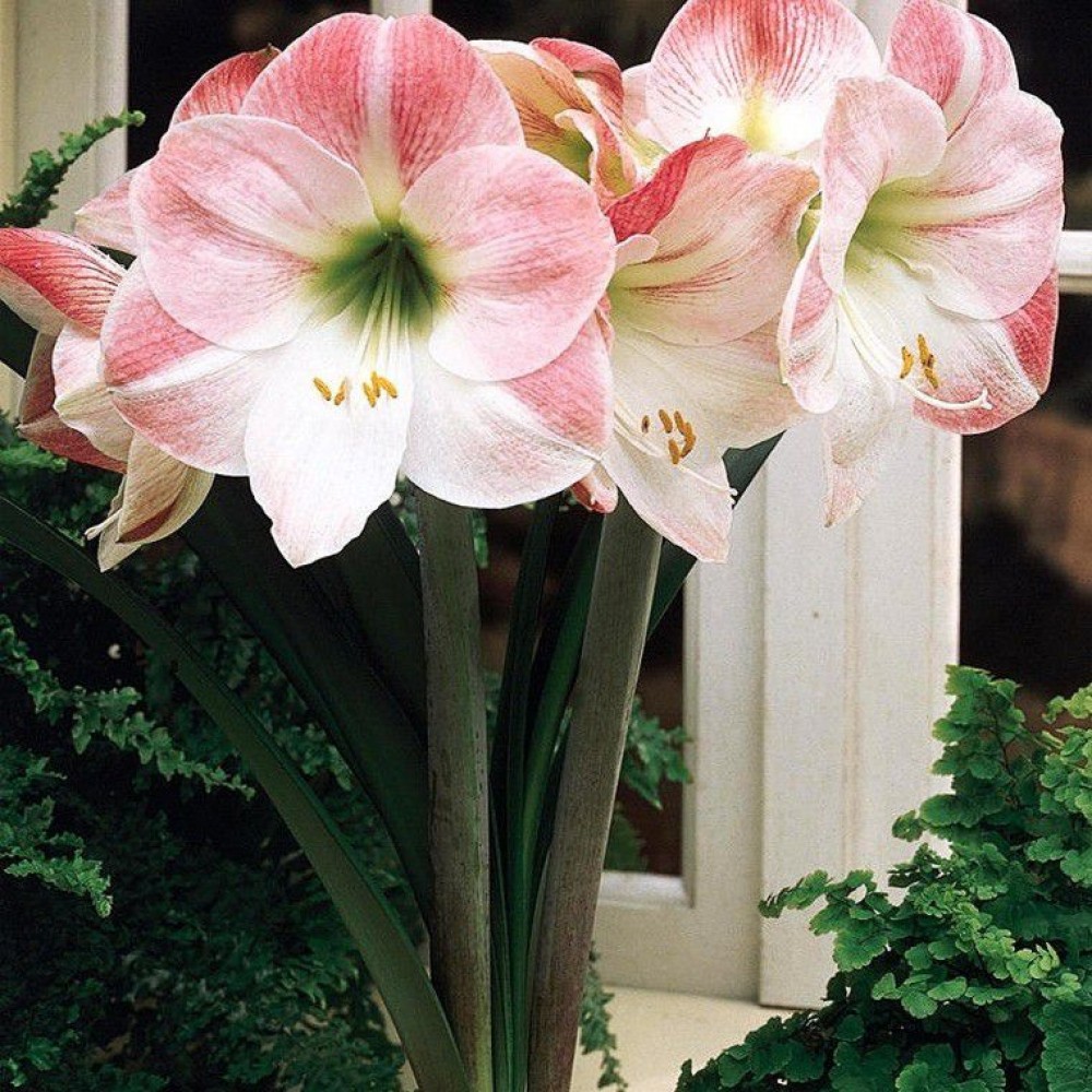 Превью изображения