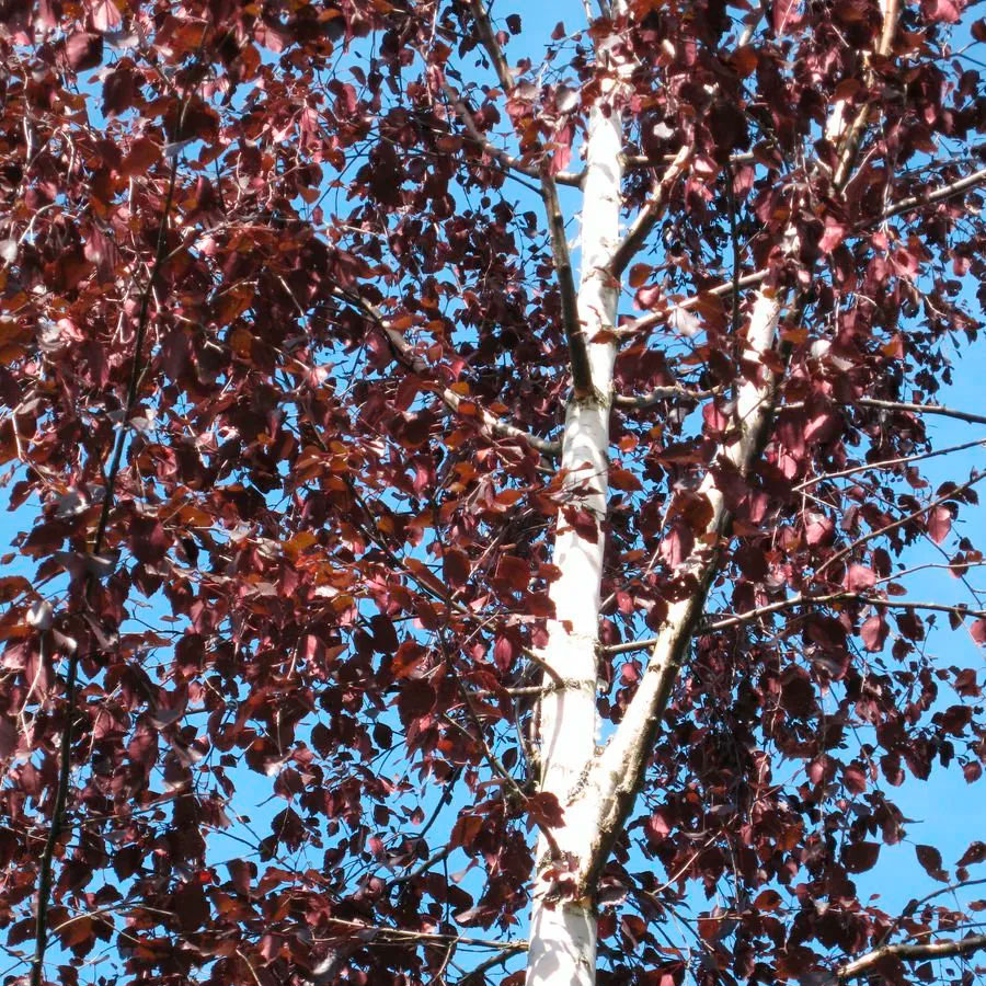 Превью изображения