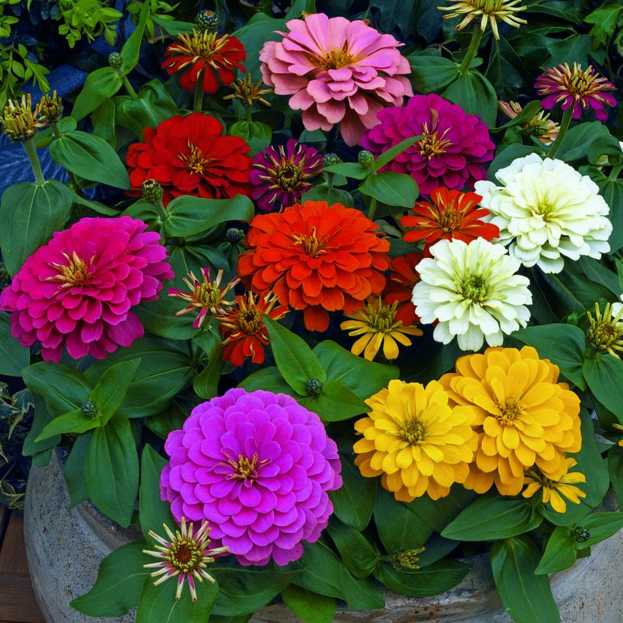 Превью изображения