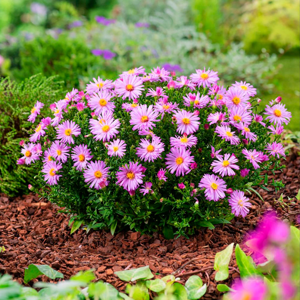 Превью изображения