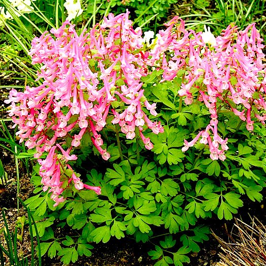 Превью изображения