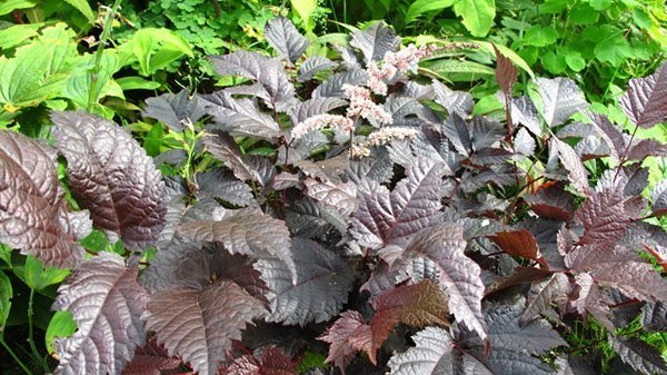 Превью изображения