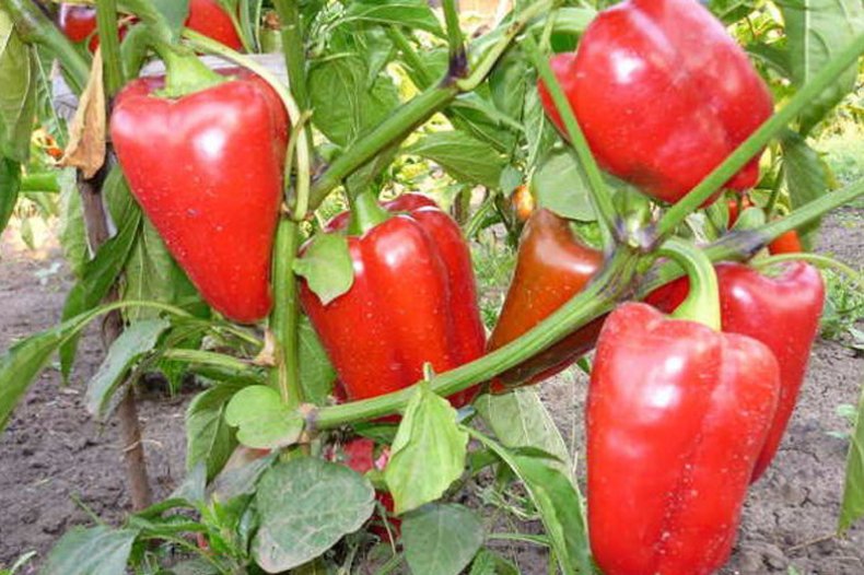 Превью изображения