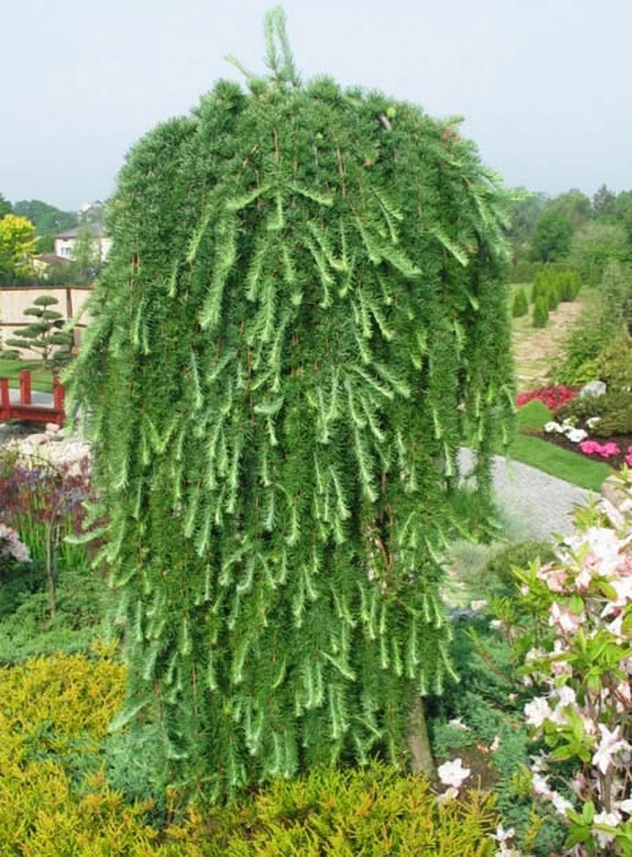 Превью изображения