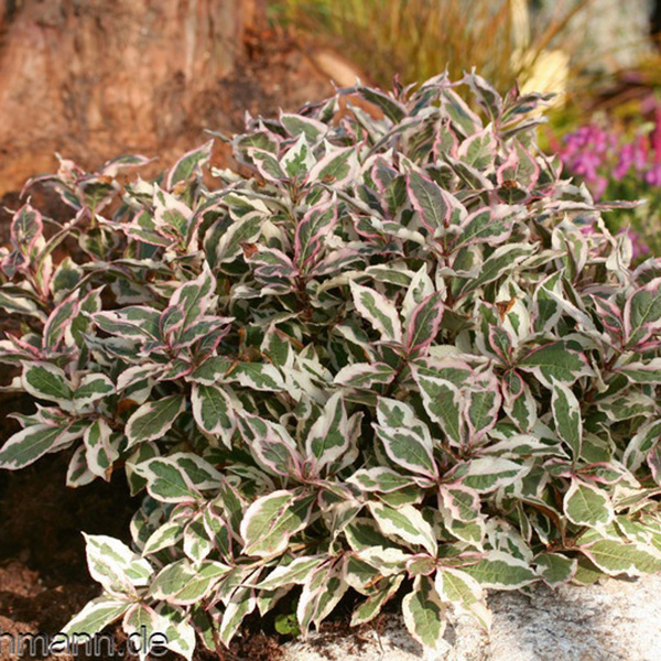 Превью изображения