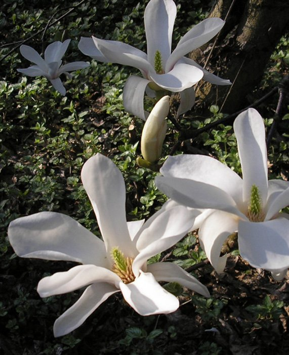 Превью изображения