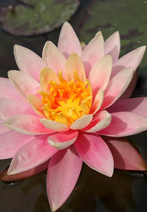 Превью изображения