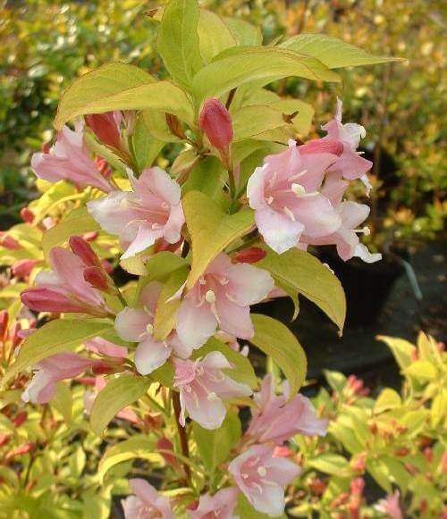 Превью изображения