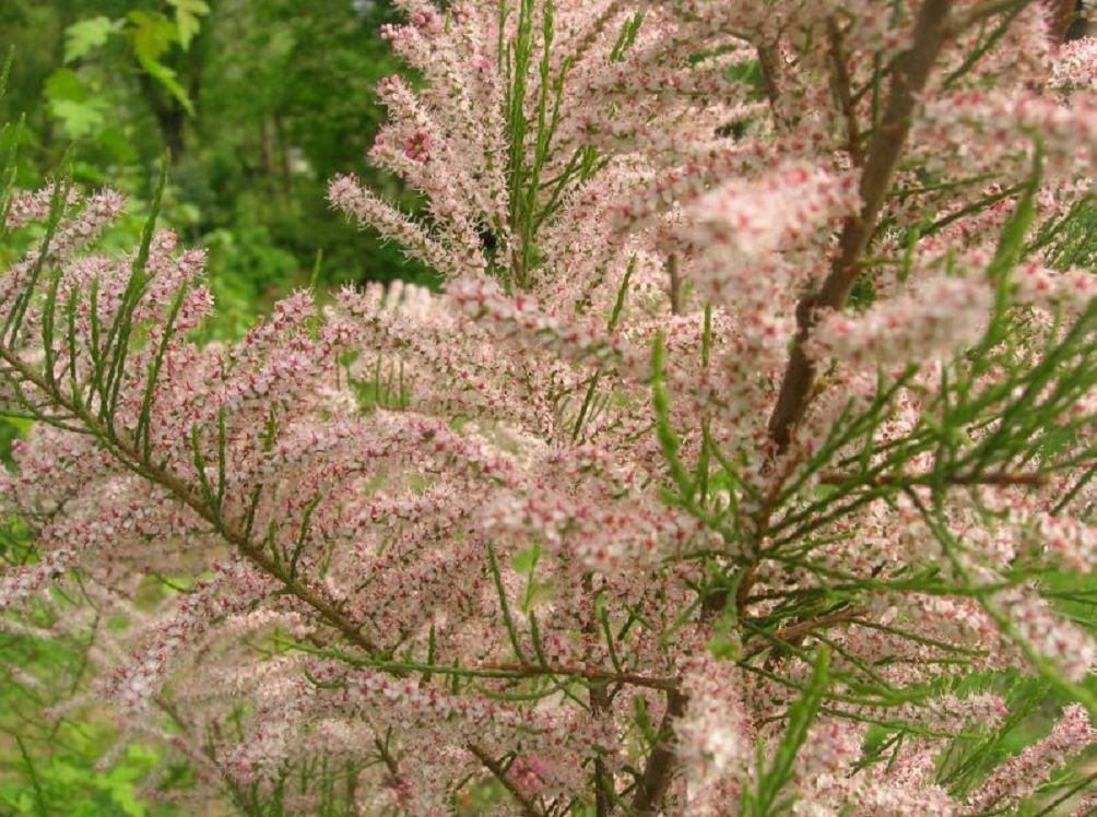 Превью изображения