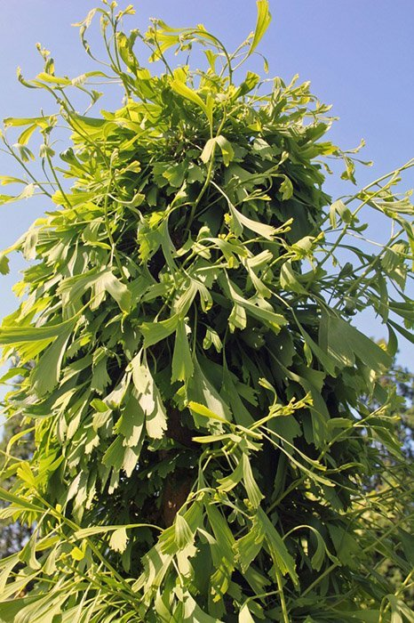 Превью изображения