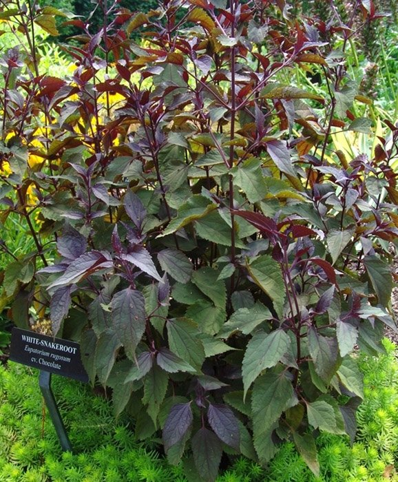 Превью изображения