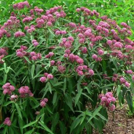 Превью изображения