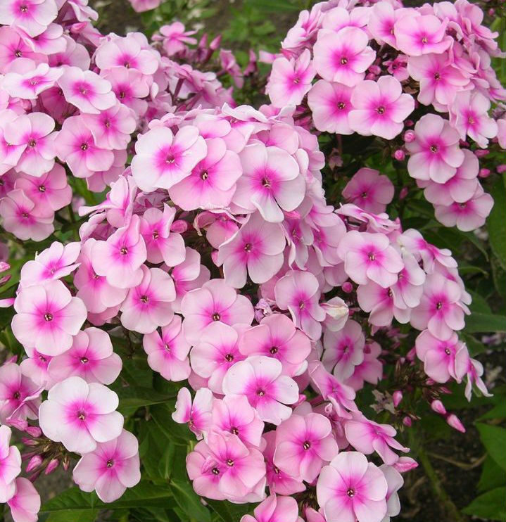 Превью изображения