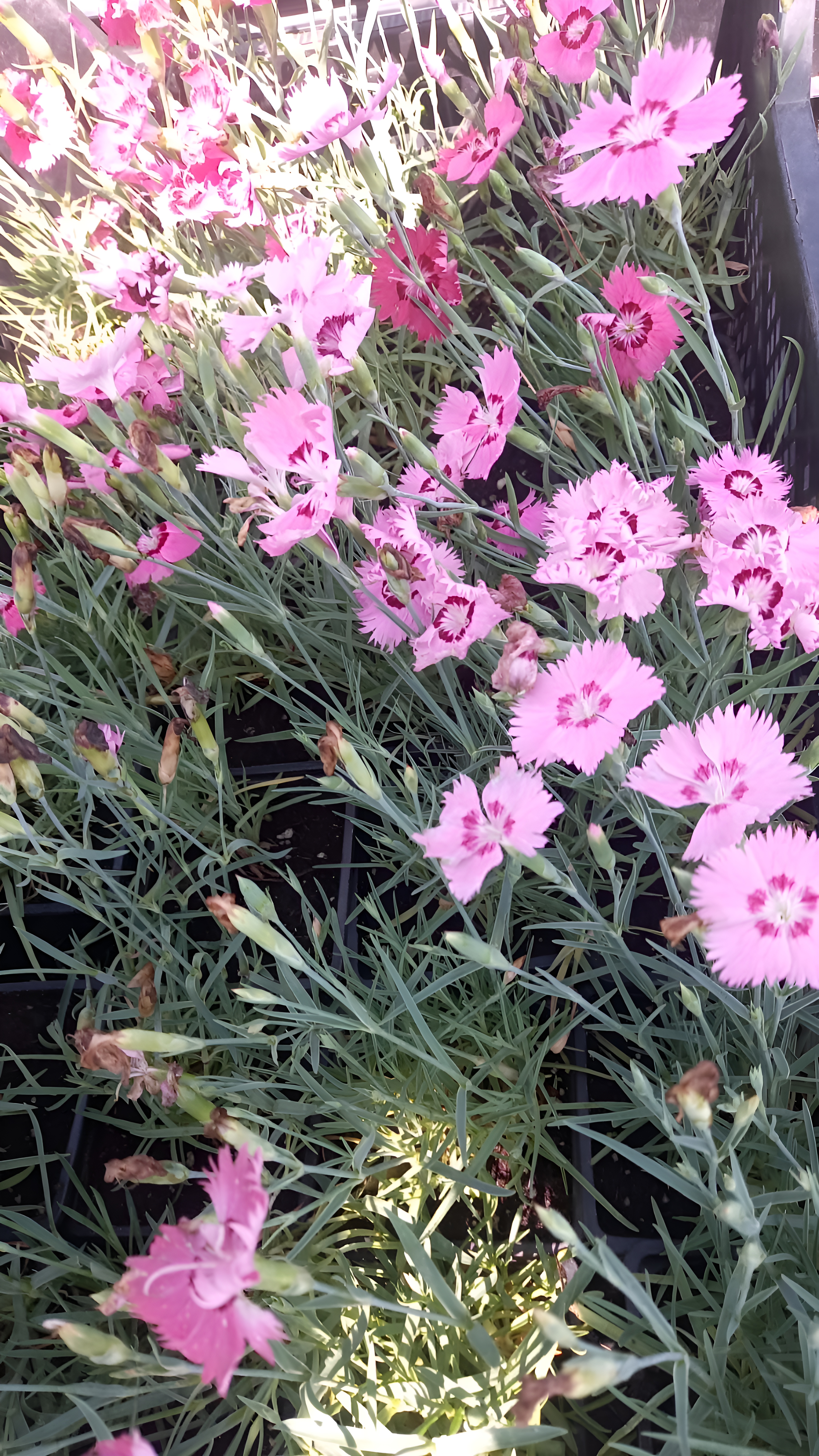 Превью изображения