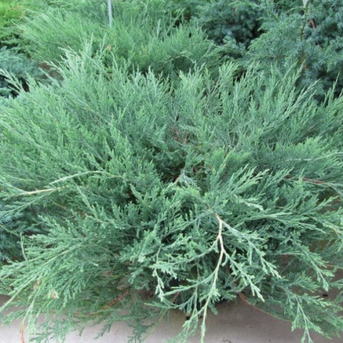 Превью изображения