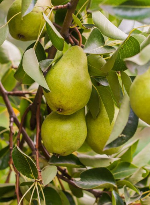 Превью изображения