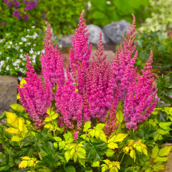 Превью изображения