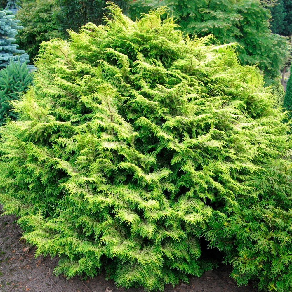 Превью изображения