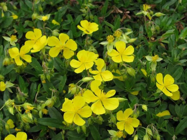 Превью изображения