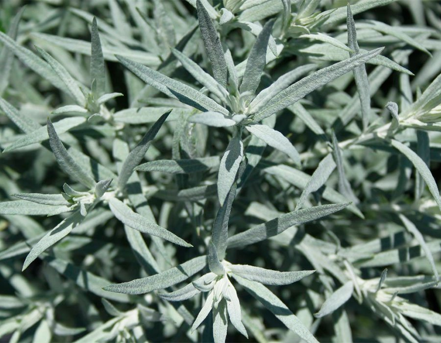 Превью изображения