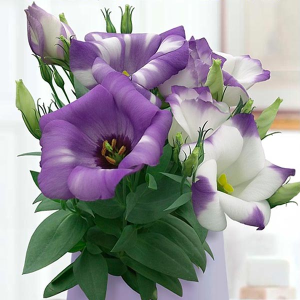 Превью изображения