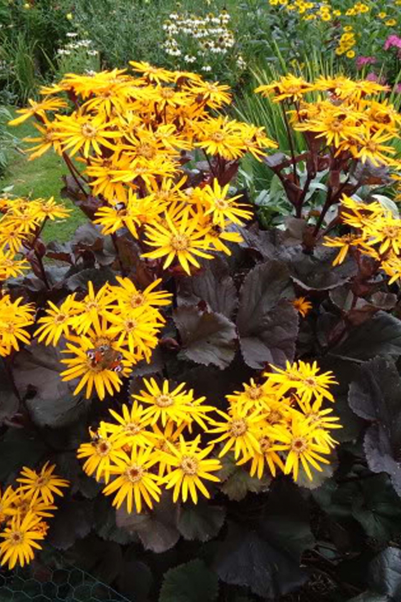 Превью изображения