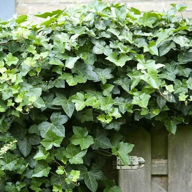 Превью изображения