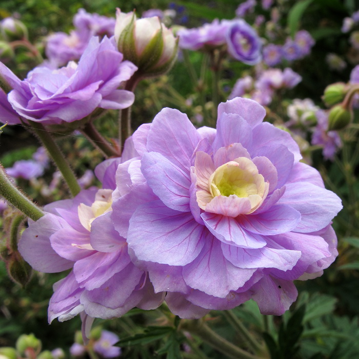 Превью изображения