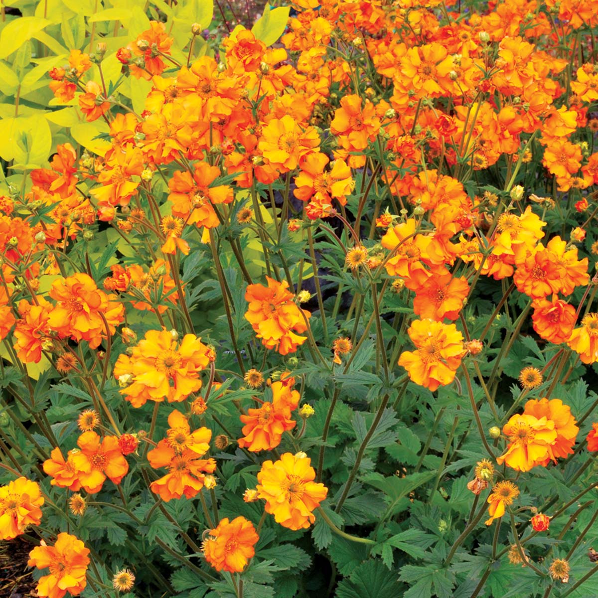 Превью изображения