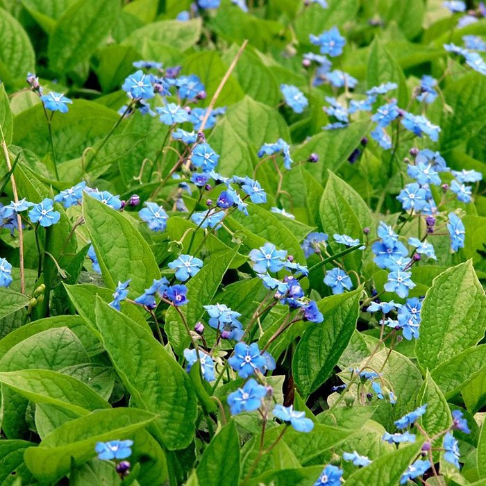 Превью изображения