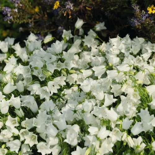 Превью изображения