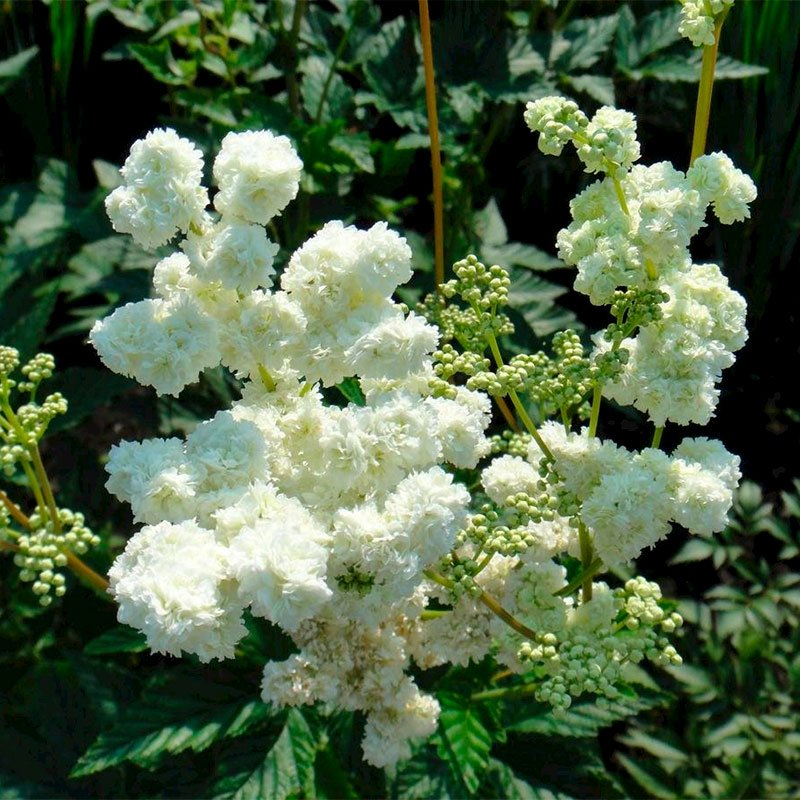 Превью изображения