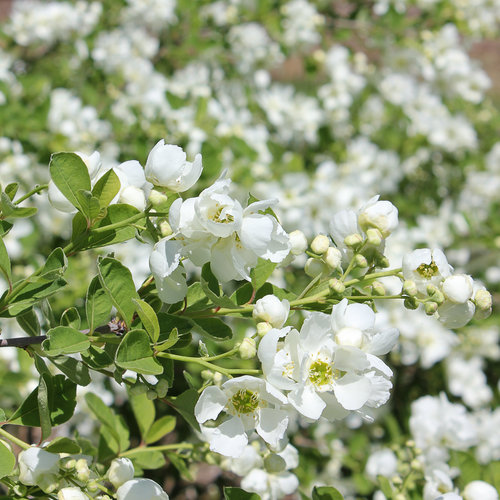 Превью изображения