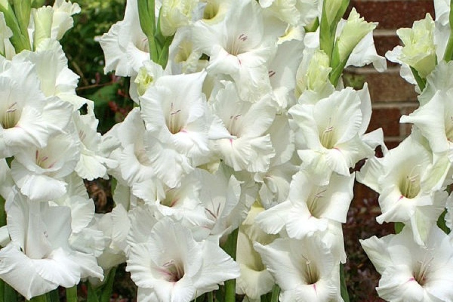 Превью изображения