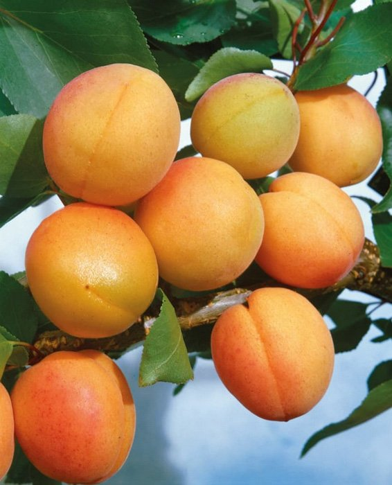 Превью изображения