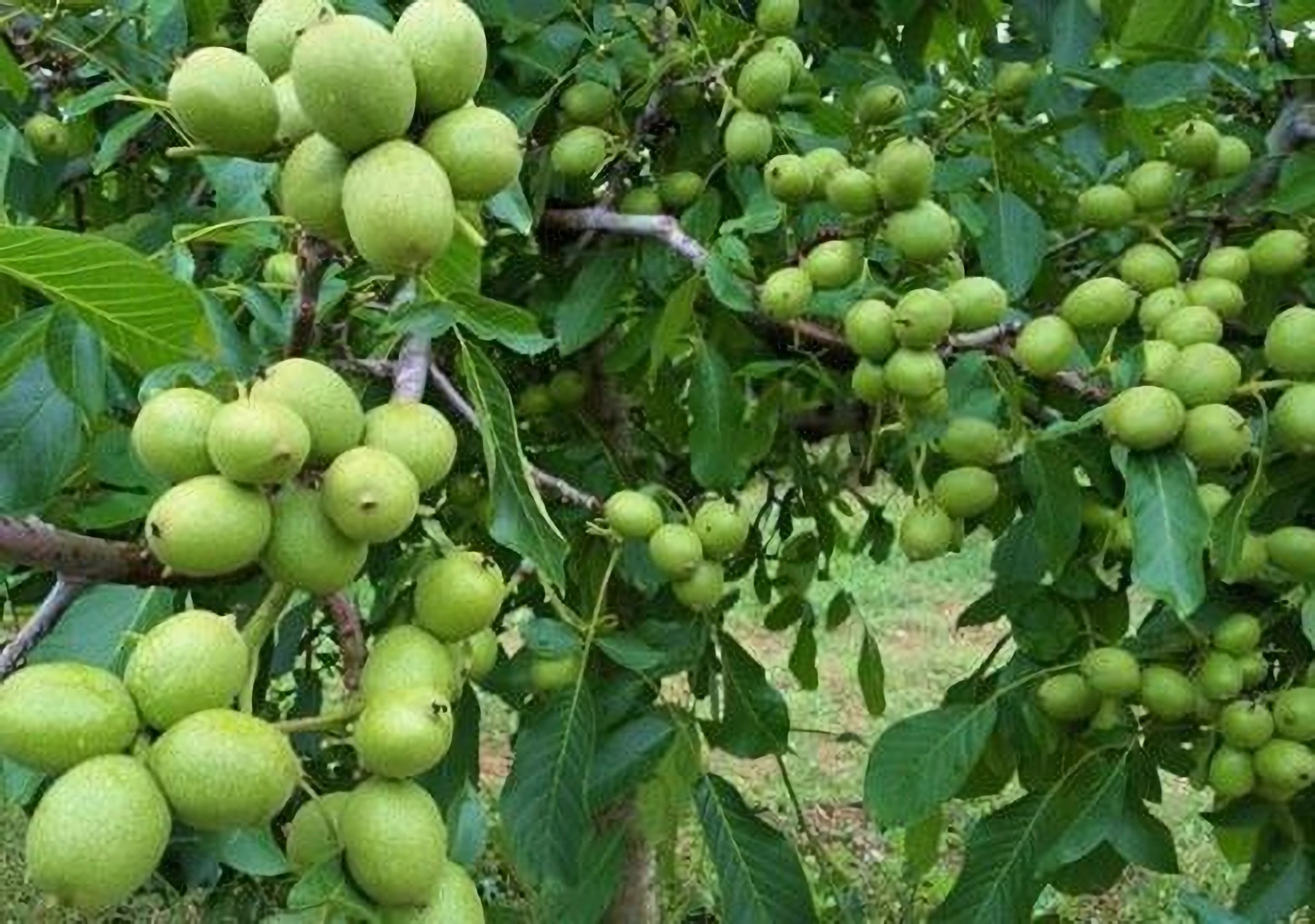 Превью изображения