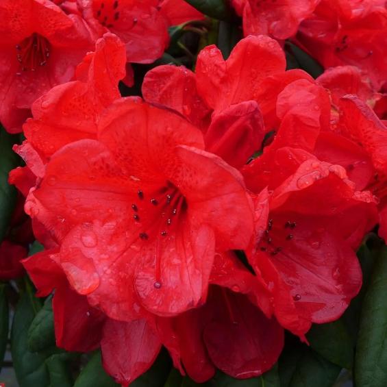 Превью изображения