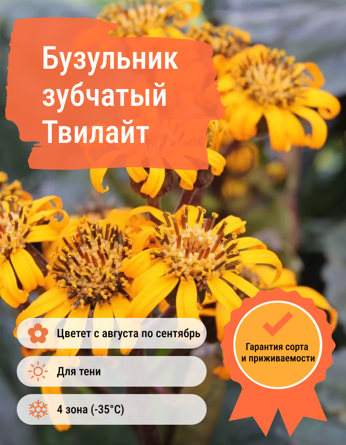 Превью изображения