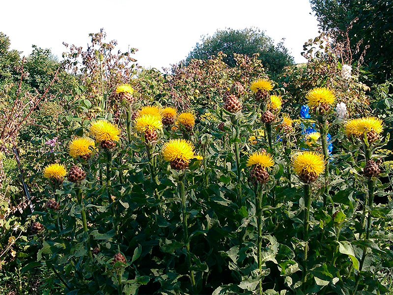 Превью изображения