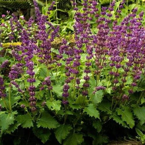 Превью изображения